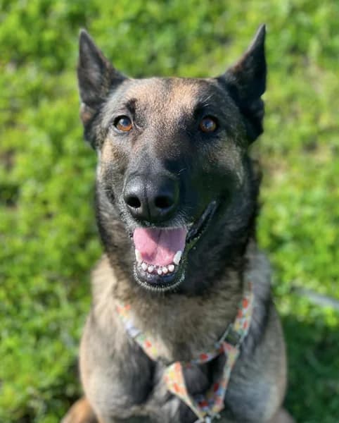 Manuela, Belgian Malinois (Triple A Marbella)