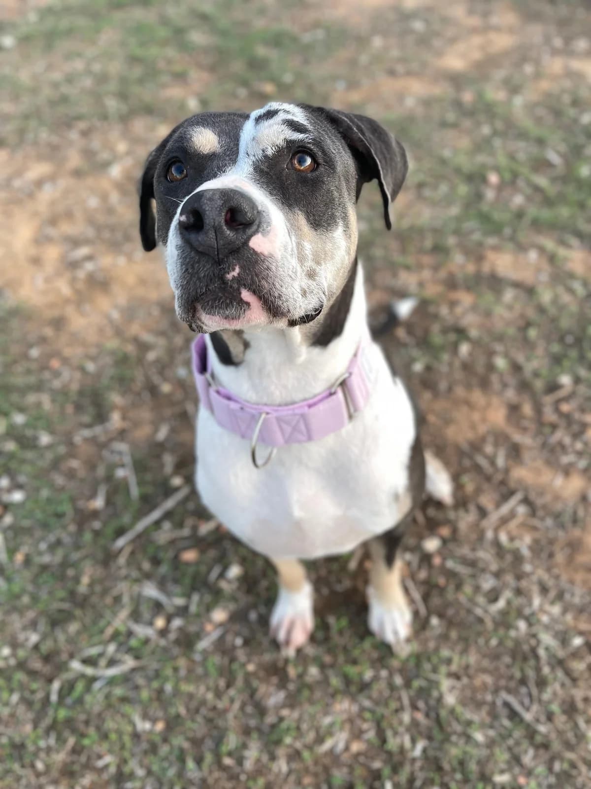 Madison, Short female young American Staffordshire Terrier for adoption at Triple A Marbella, Marbella