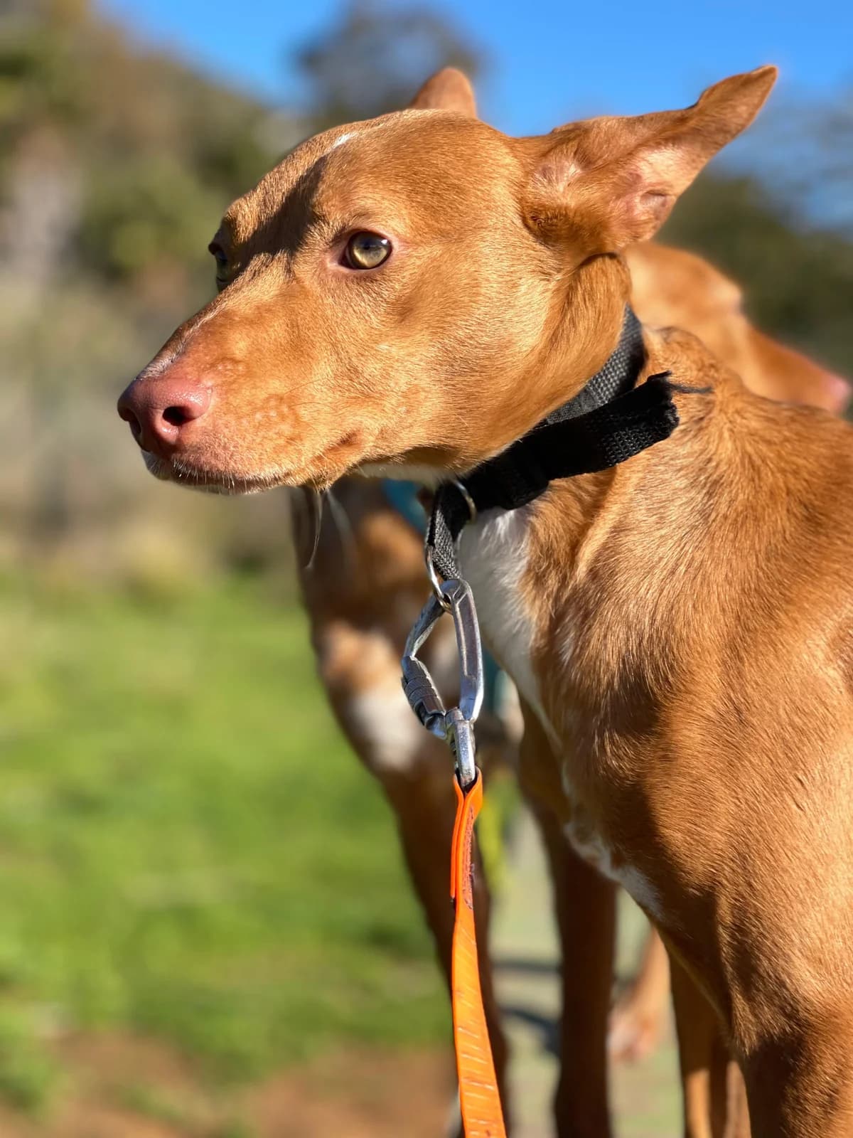 Philippe, Mixed Breed (Triple A Marbella)