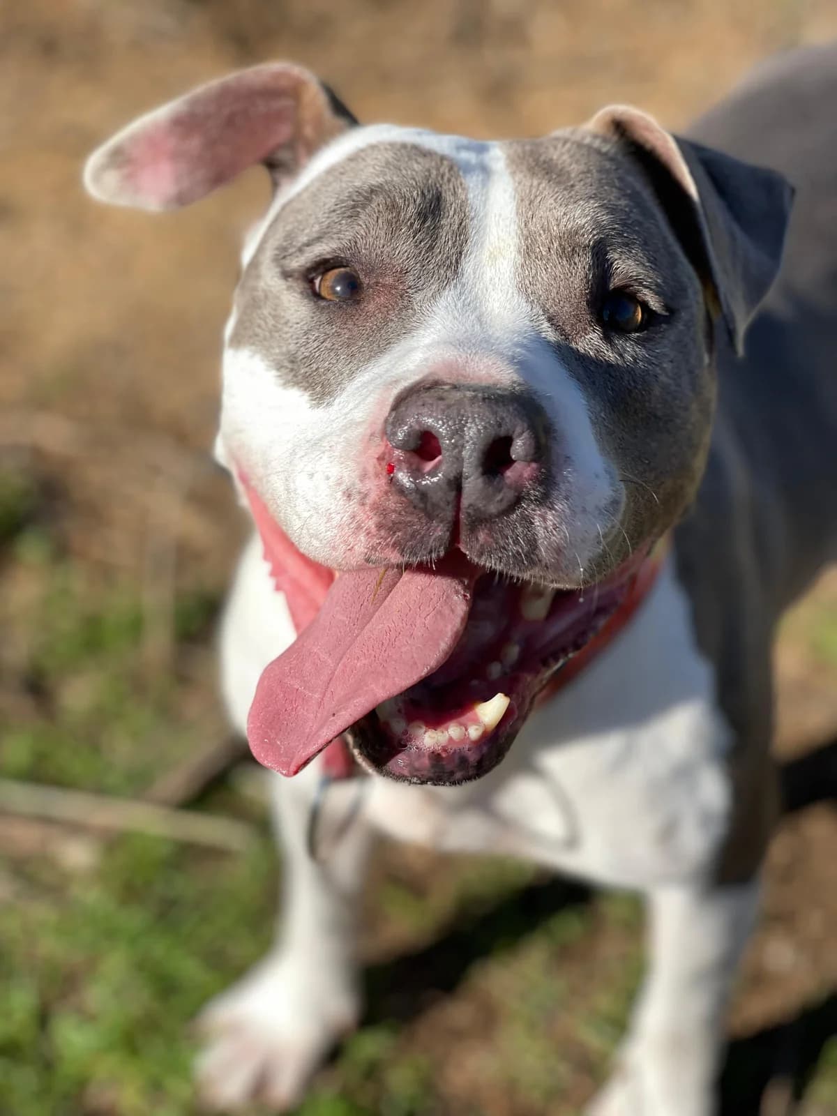 Hiena, Short female senior Staffordshire Bull Terrier for adoption at Triple A Marbella, Marbella