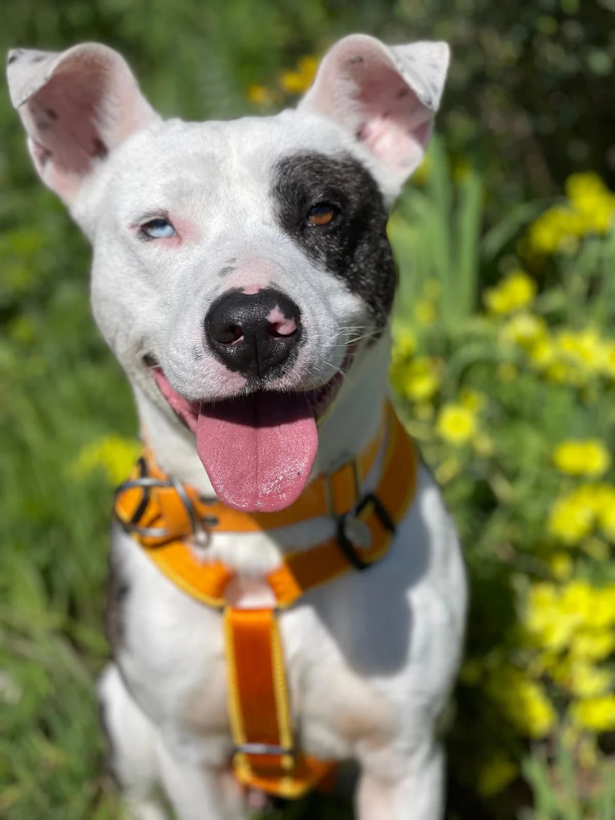 Caleb, Medium male 3yo mixed breed for adoption at Triple A Marbella, Marbella