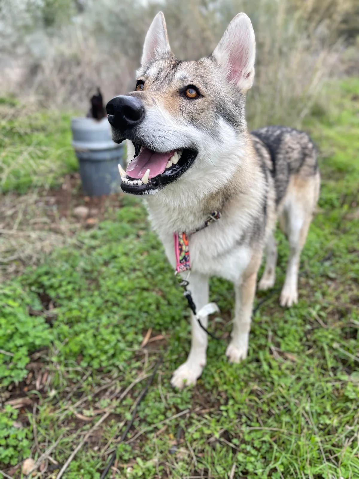 Wolf Aquiles, Mixed Breed (Triple A Marbella)