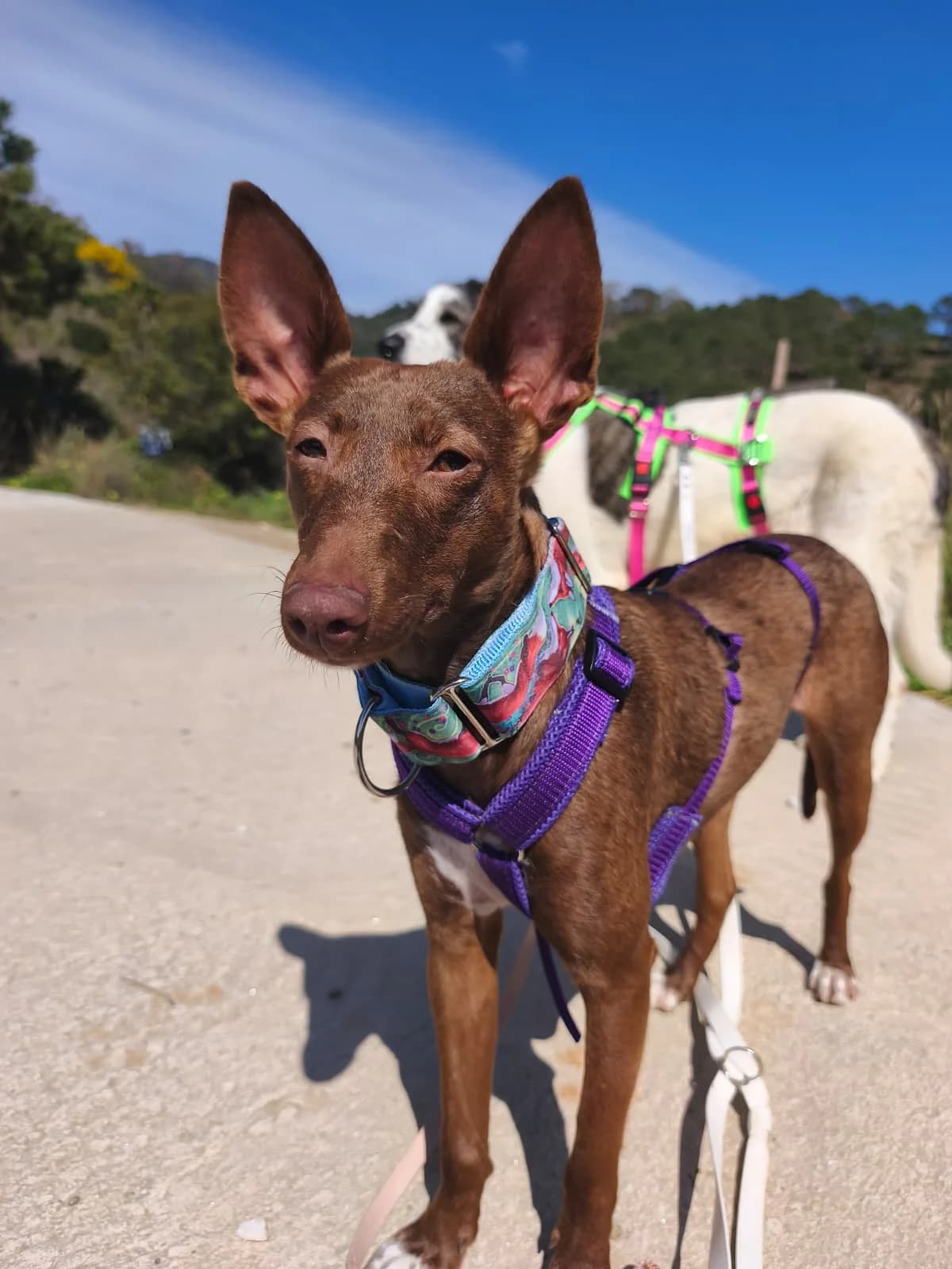 Moana, Short female young Podenco for adoption at Triple A Marbella, Marbella