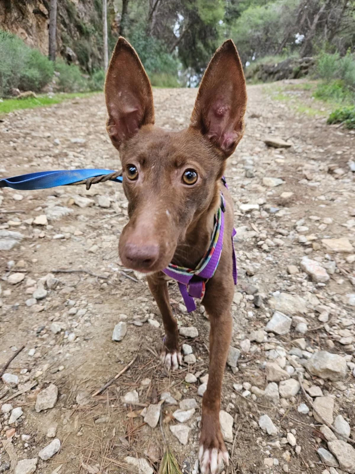 Moana, Short female young Podenco for adoption at Triple A Marbella, Marbella