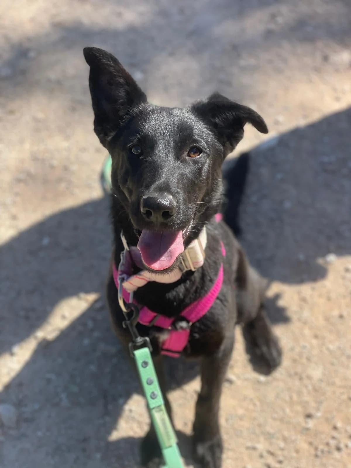 Cera, Medium female young Mixed Breed for adoption at Triple A Marbella, Marbella