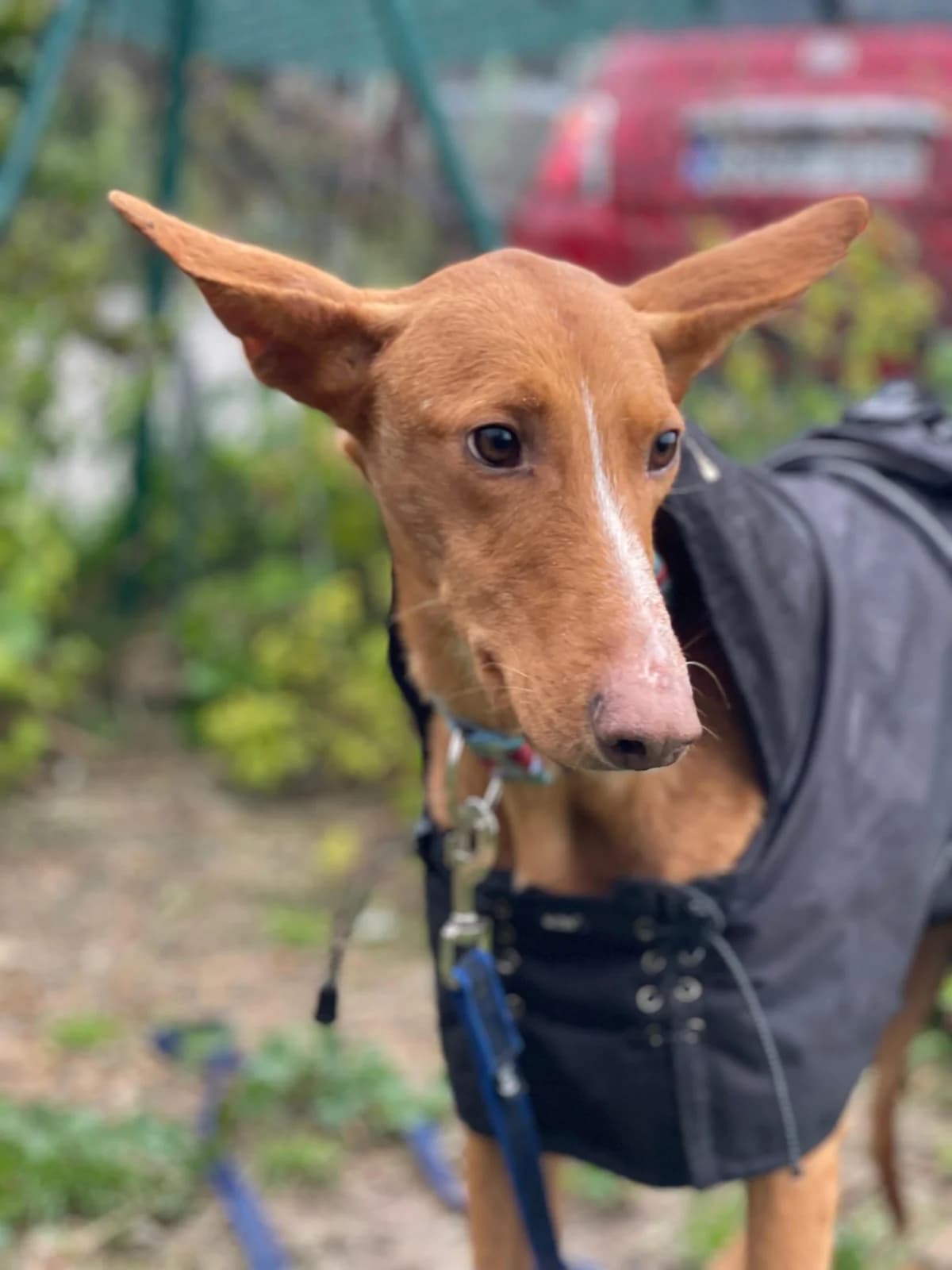 Arun, Short male 3yo Podenco for adoption at Triple A Marbella, Marbella