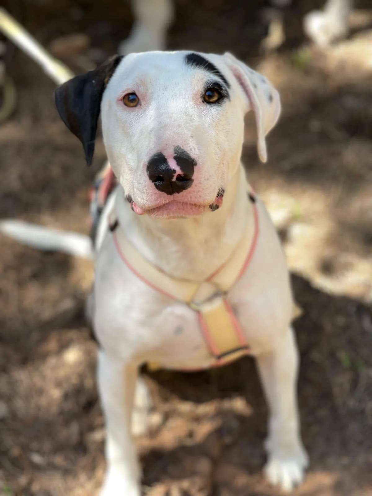 Piri-Piri, Mixed Breed (Triple A Marbella)