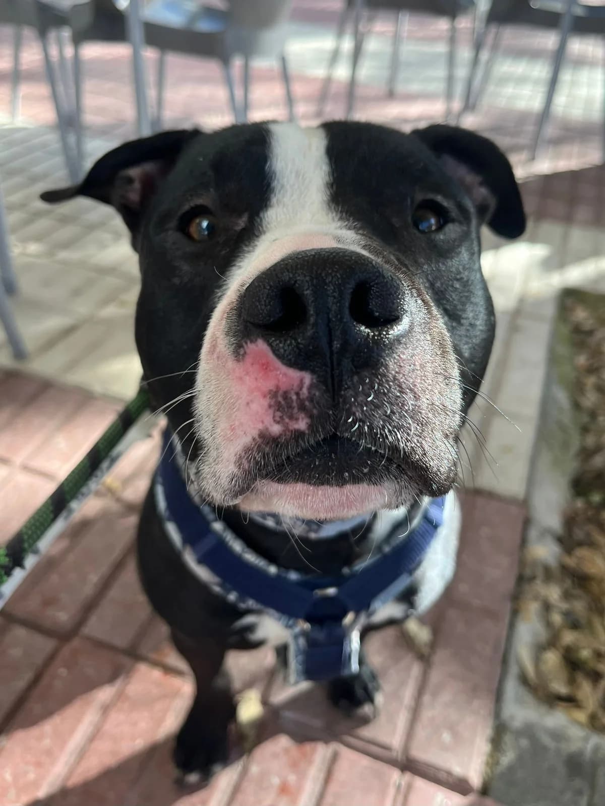 Arthur, Short male young American Staffordshire Terrier for adoption at Triple A Marbella, Marbella