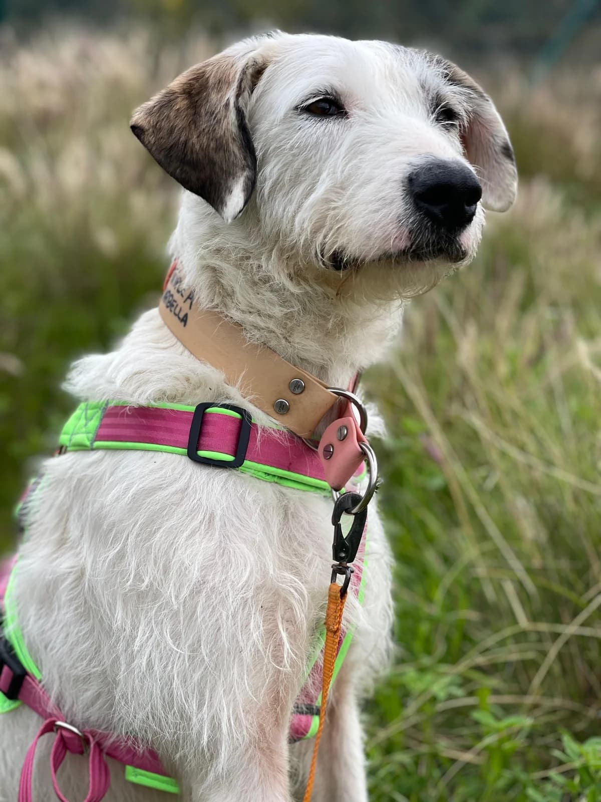 Babsi, Long female senior Podenco for adoption at Triple A Marbella, Marbella