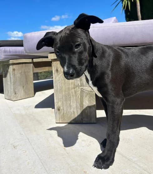 Pia, Mixed Breed (Triple A Marbella)