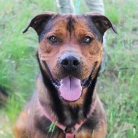 Cabezón en adopción Colmenar, male Mixed Breed for adoption at FAPAM, Malaga