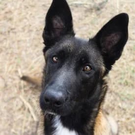 Thunder en adopción Colmenar, male Belgian Malinois for adoption at FAPAM, Malaga