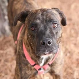 Gohan en adopción Colmenar, male Mixed Breed for adoption at FAPAM, Malaga