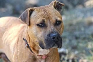 Igor, male senior Mixed Breed for adoption at El Refugio Madrid, Madrid