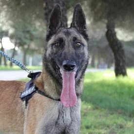 Maybelline en adopción Colmenar, Belgian Malinois (FAPAM)