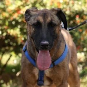 Jimbo en adopción Colmenar, Mixed Breed (FAPAM)