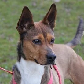 Piñato en adopción Colmenar, male Mixed Breed for adoption at FAPAM, Malaga