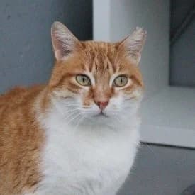 Nubecito en adopción Colmenar, male European Shorthair for adoption at FAPAM, Malaga