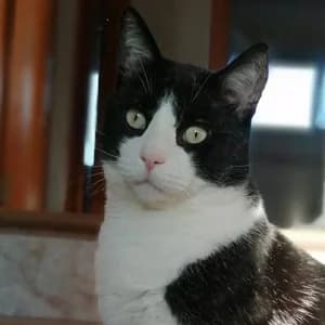 Filiberto en adopción Colmenar, male European Shorthair for adoption at FAPAM, Malaga