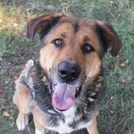 Thunder2 en adopción Colmenar, male Mixed Breed for adoption at FAPAM, Malaga