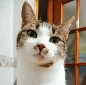 Martha en adopción Colmenar, female European Shorthair for adoption at FAPAM, Malaga