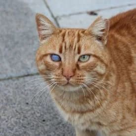 El Rubio en adopción Colmenar, male European Shorthair for adoption at FAPAM, Malaga