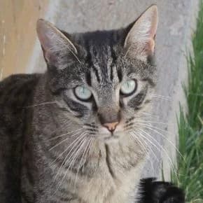Kinkong en adopción Colmenar, male European Shorthair for adoption at FAPAM, Malaga