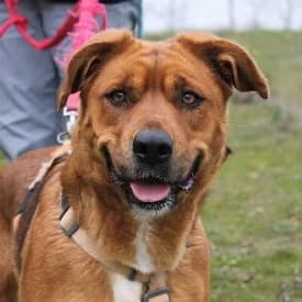Burrita en adopción Colmenar, Mixed Breed (FAPAM)