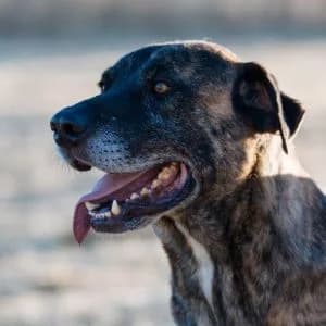 Sudoku en adopción Colmenar, male puppy Mixed Breed for adoption at FAPAM, Malaga