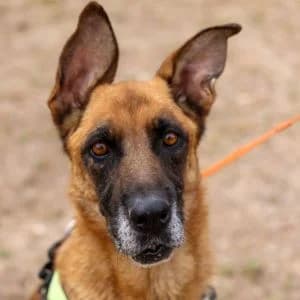 Xulapa en adopción Colmenar, female German Shepherd for adoption at FAPAM, Malaga