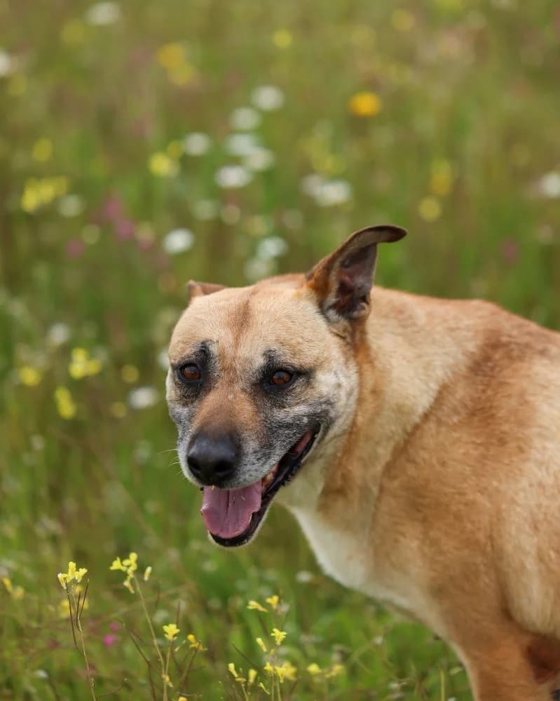 Zafira RESERVADA photo 3