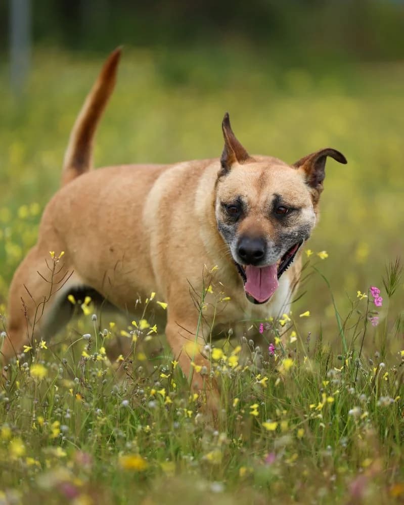Zafira RESERVADA photo 4