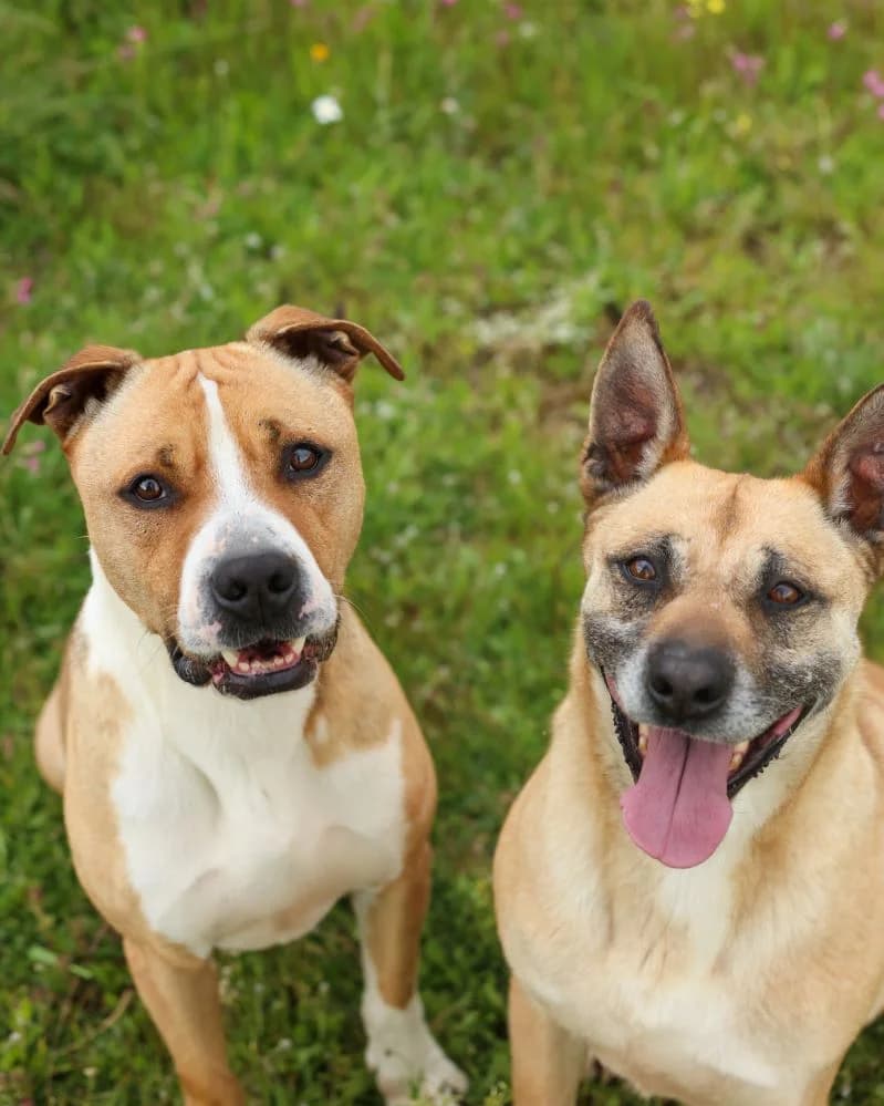 Zafira RESERVADA photo 7