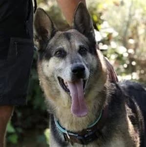 Noxa en adopción Colmenar, German Shepherd (FAPAM)