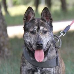 Pelusote en adopción Colmenar, Mixed Breed (FAPAM)