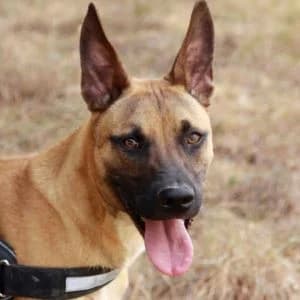 Playback en adopción Colmenar, Mixed Breed (FAPAM)