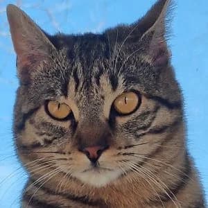 Roxanne en adopción Colmenar, European Shorthair (FAPAM)