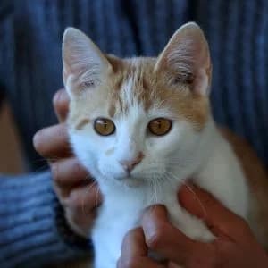 Tigrillo en adopción Colmenar, European Shorthair (FAPAM)