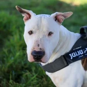 Poison en adopción Colmenar, male American Pit Bull Terrier for adoption at FAPAM, Malaga
