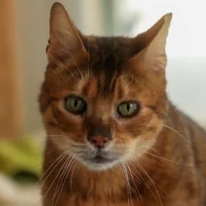 Bohr en adopción Colmenar, European Shorthair (FAPAM)