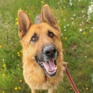Max en adopción Colmenar, male German Shepherd for adoption at FAPAM, Malaga