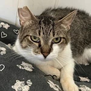 Tadeus en adopción Colmenar, European Shorthair (FAPAM)