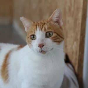 Meloncete en adopción Colmenar, European Shorthair (FAPAM)