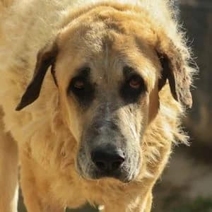 Rhambo en adopción Colmenar, male Spanish Mastiff for adoption at FAPAM, Malaga
