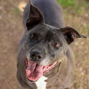 Lanuza en adopción Colmenar, female Pit Bull Terrier for adoption at FAPAM, Malaga