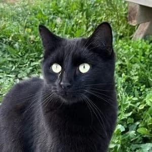 Blair en adopción Colmenar, European Shorthair (FAPAM)