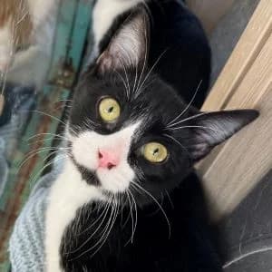 Calígula en adopción Colmenar, European Shorthair (FAPAM)