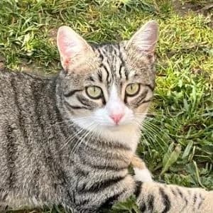 Ochoa en adopción Colmenar, European Shorthair (FAPAM)