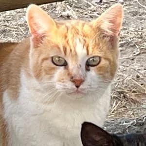 Minimilk en adopción Colmenar, European Shorthair (FAPAM)