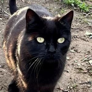 Theia en adopción Colmenar, European Shorthair (FAPAM)